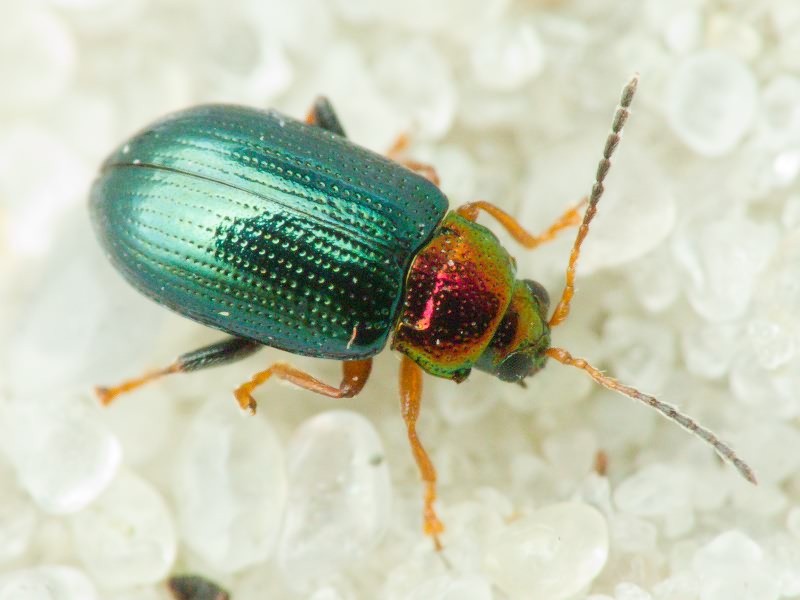 Crepidodera aurata (Marsham, 1802)